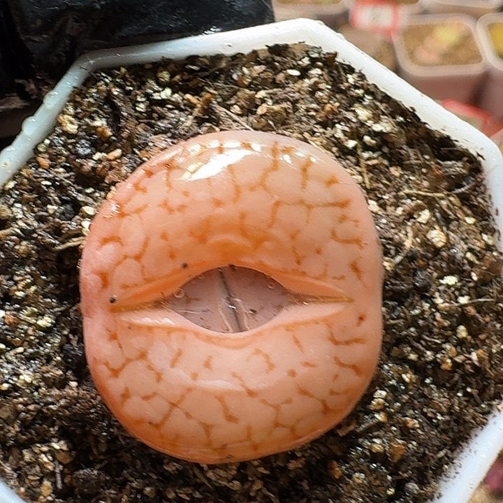 生石花233:：：：。  62