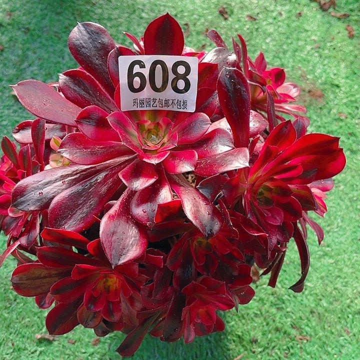 【闪购商品】钟**来608美杜莎2-10