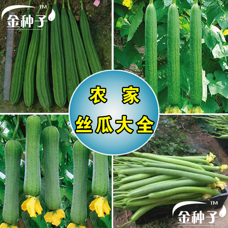 【全店满5包包邮】丝瓜种子肉丝瓜棱丝瓜早熟高产阳台四季盆栽蔬菜