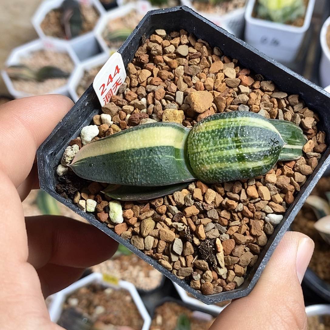 红陶244号珍珠卧牛锦一物一拍