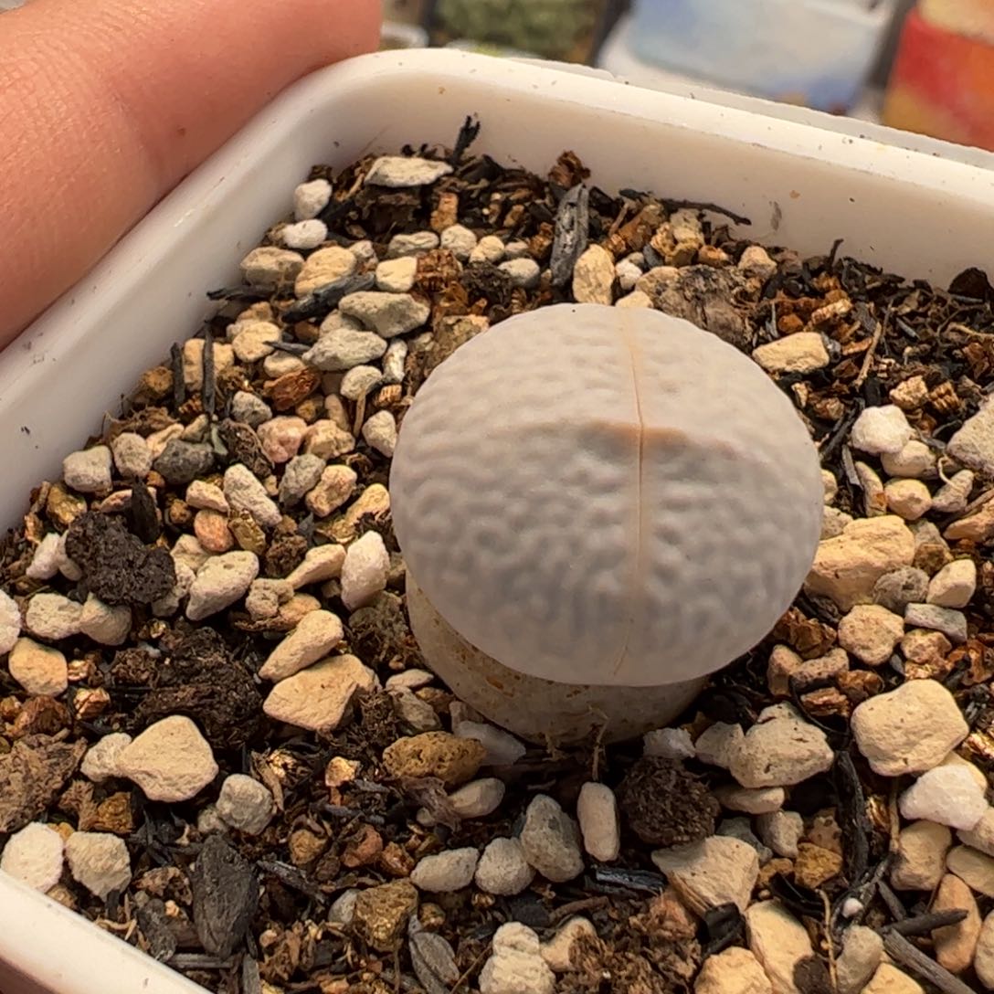 452多肉植物组合