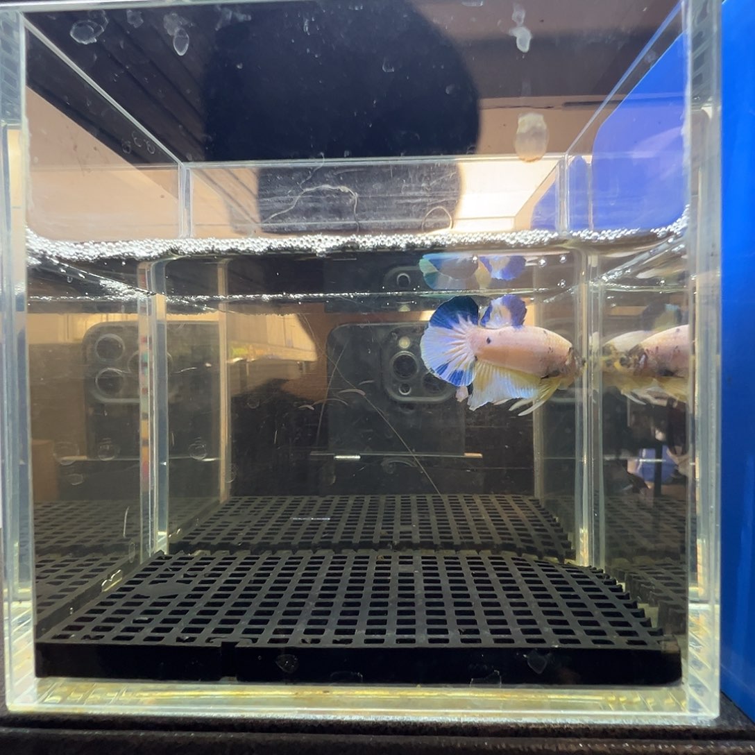 斗鱼阿浩泰斗9日1号