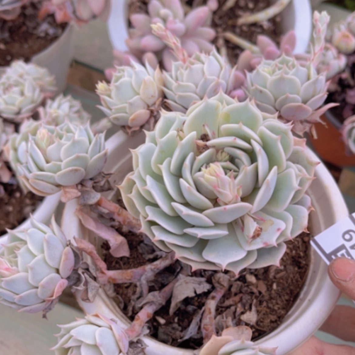 【闪购商品】露娜莲07149