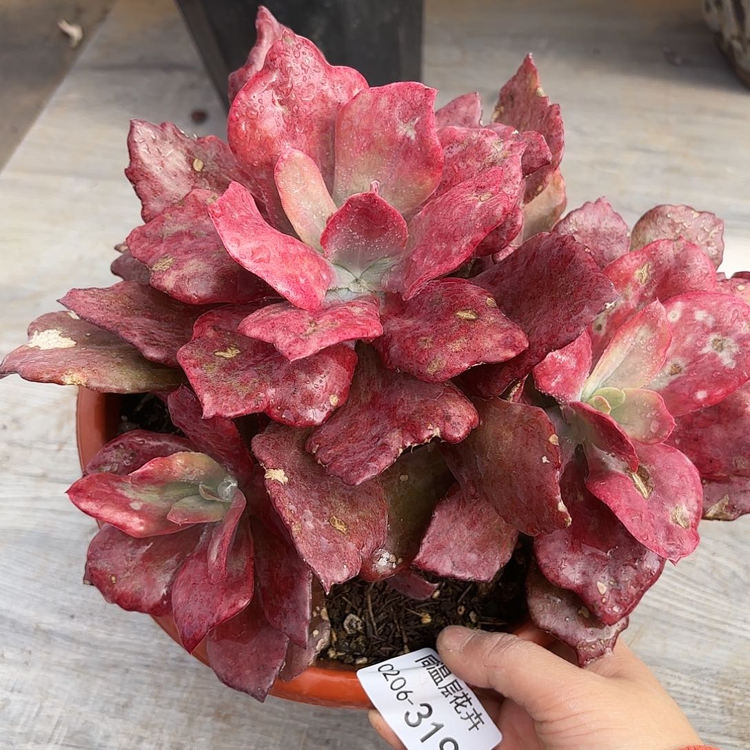 同温层多肉钻石锦319