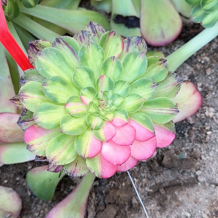 3-1927知否多肉法师