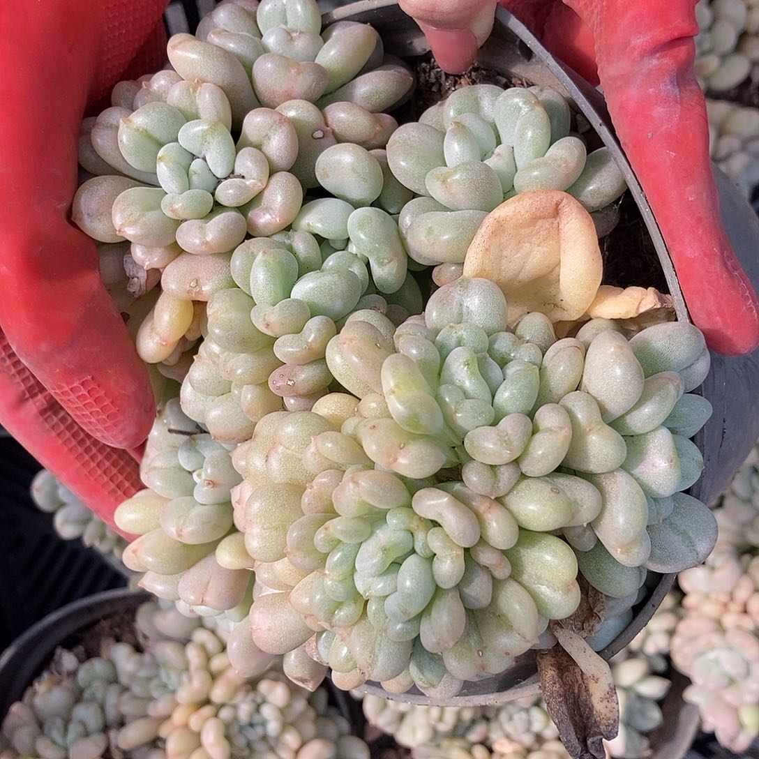 比尔盖茨多头随机福利