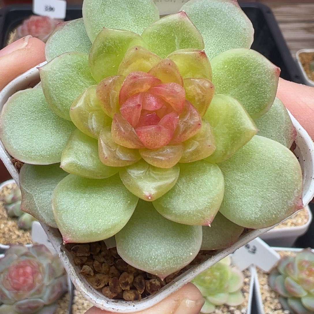 331号碧琉璃晗雨多肉植物