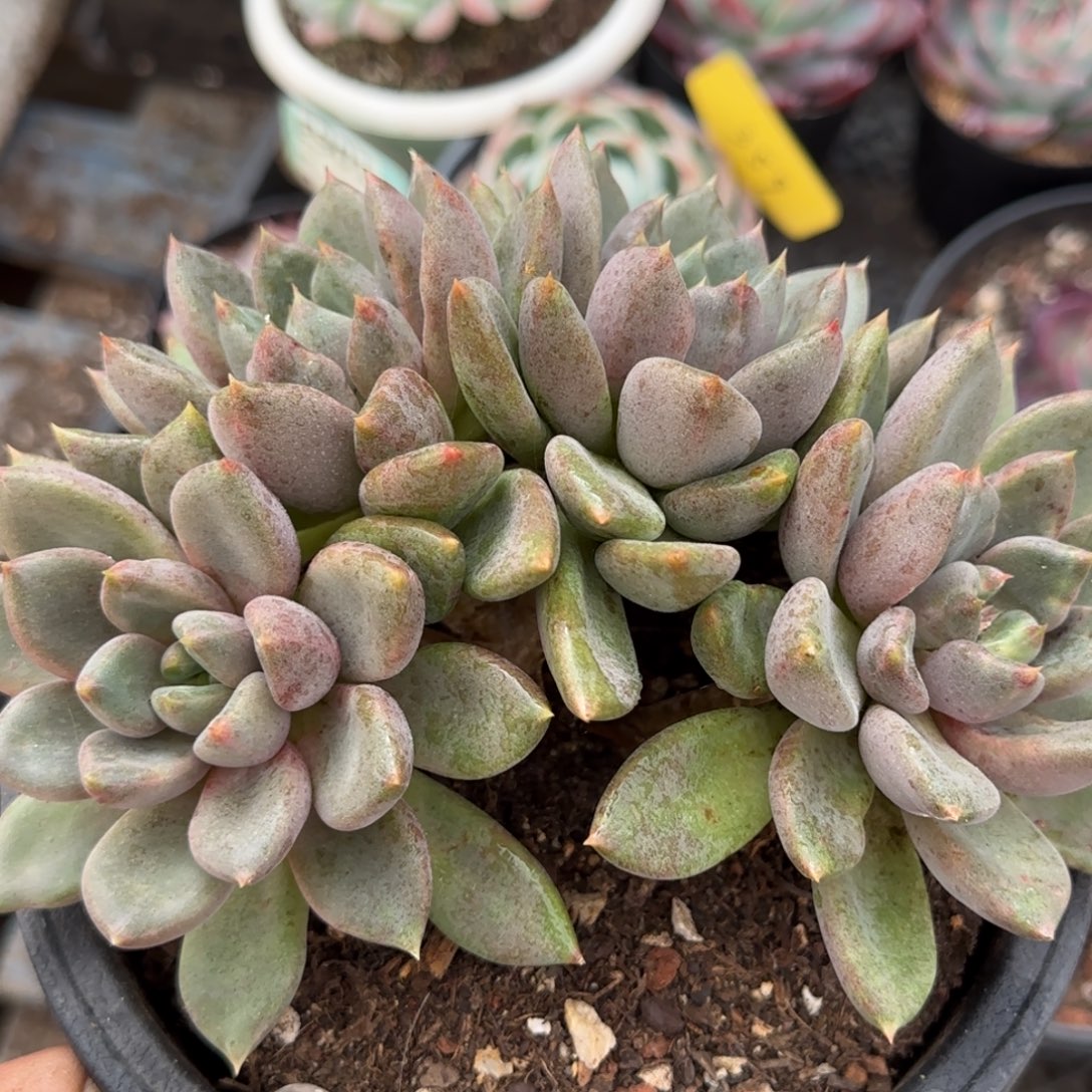 红象牙一物一拍包装收缩花旱