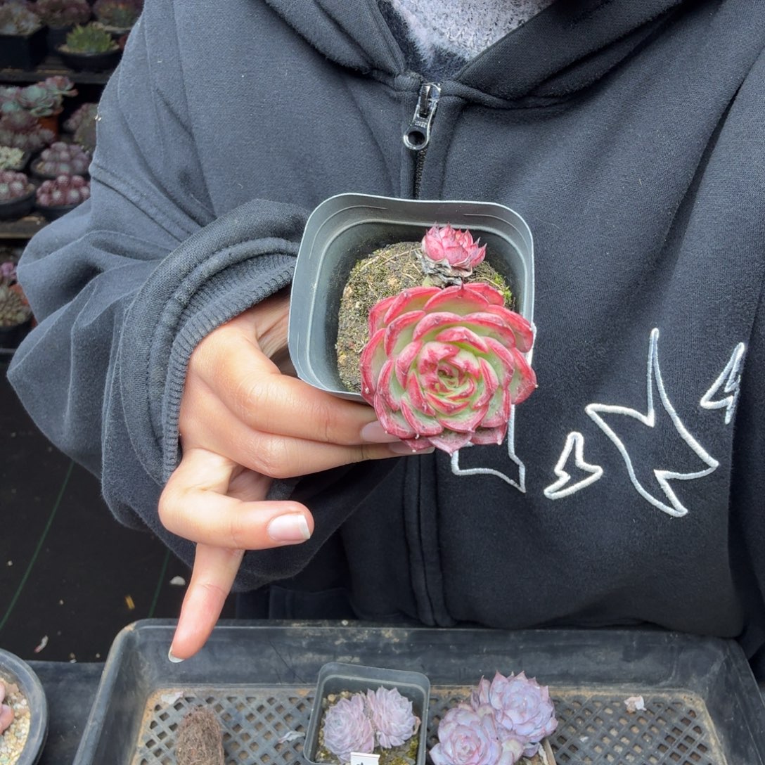 8***6031一颗小精品一物一拍