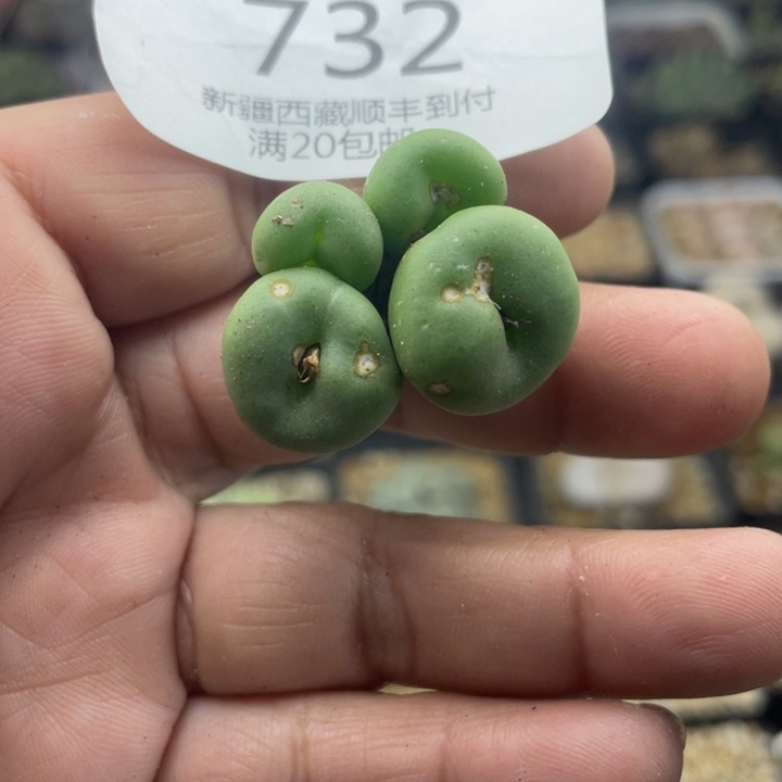 佳人园艺 老周多肉上福利啦嘟嘟嘴732