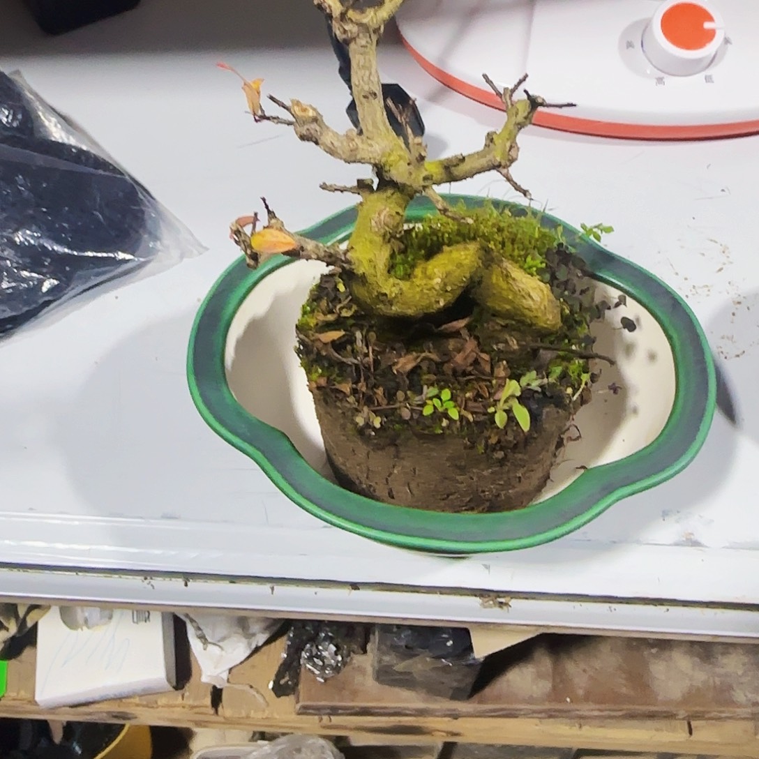 屈***～无花朵需那么忙吃饭吃v货架