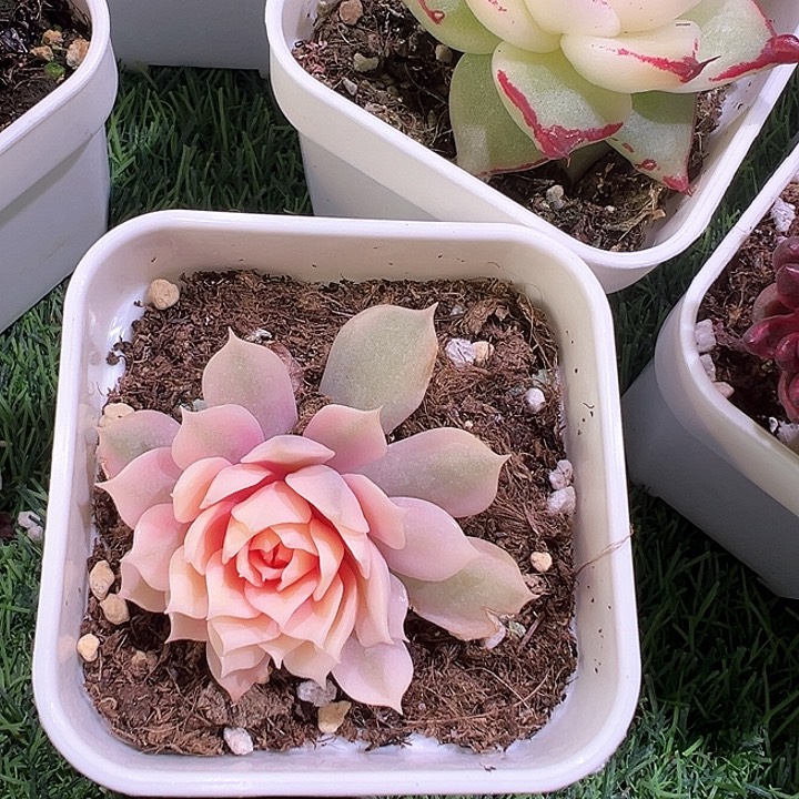 梓*?多肉植物锦多肉植物锦