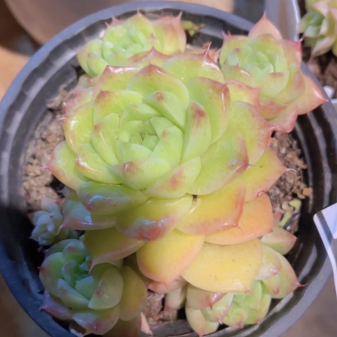【闪购商品】麦秆黄色24299