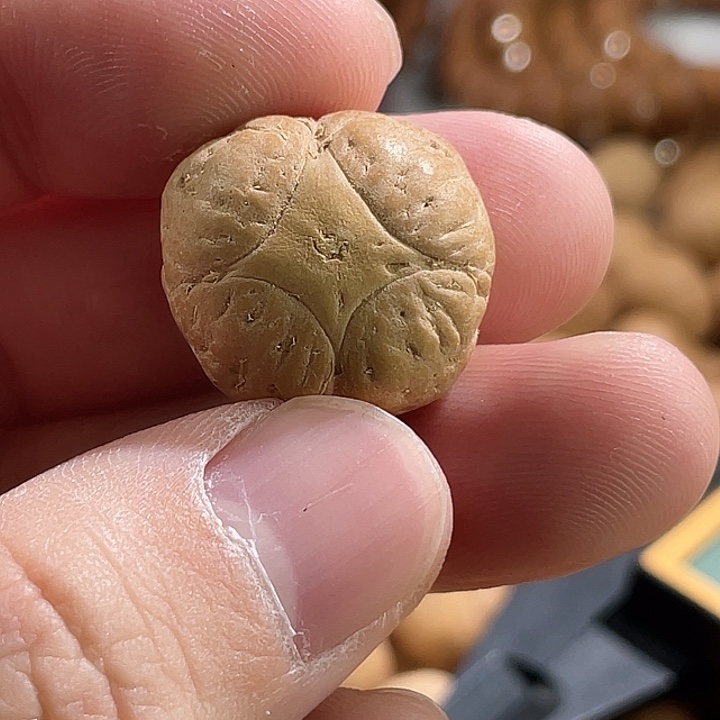 凤眼菩提吊坠尼泊尔小凤眼