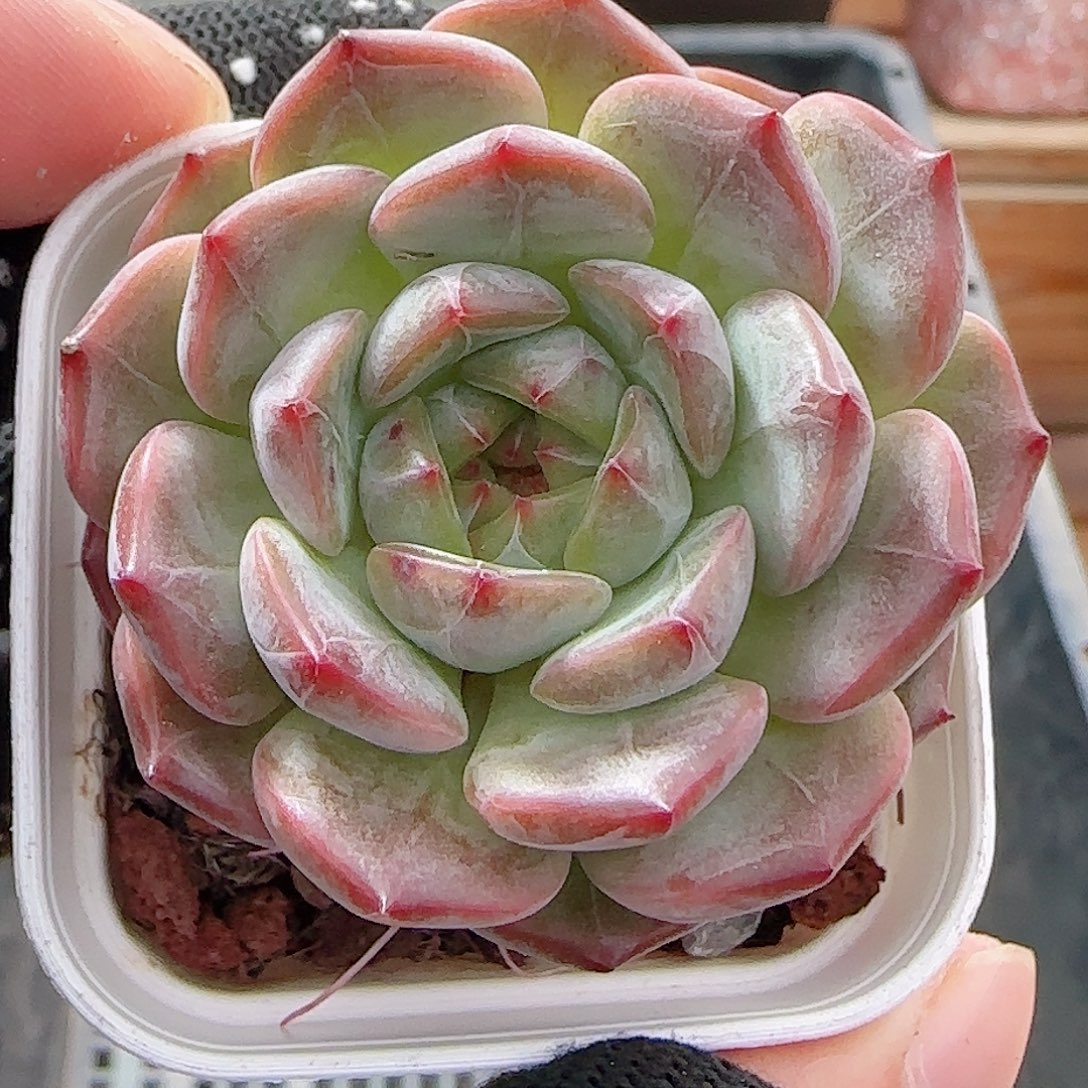 多肉0906-40暗纹系