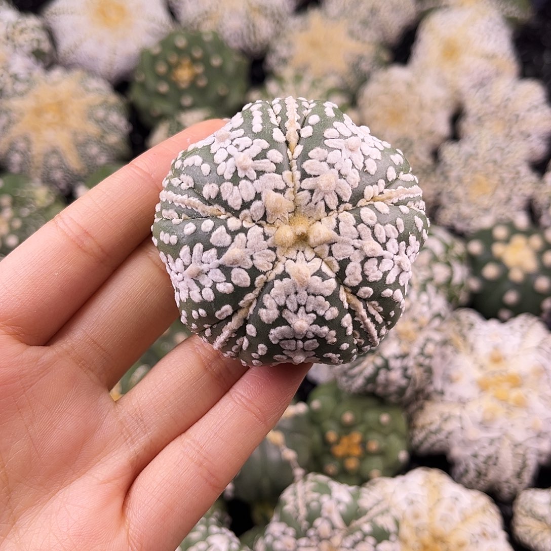 逢***转哈哈哈哈哈哈哈ｖ兜兜兜