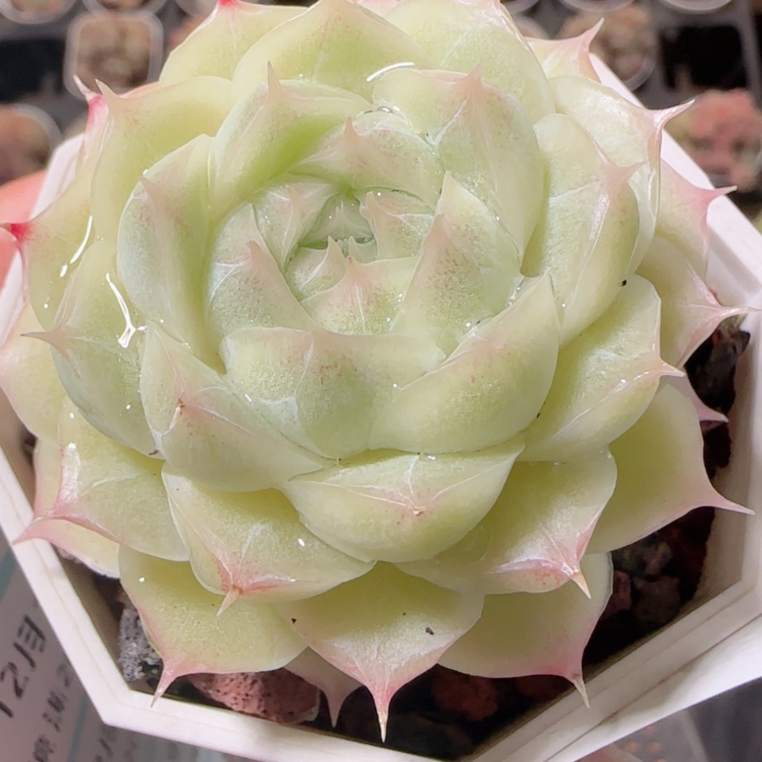 花语多肉1219-144