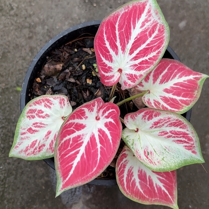 社***练80-1115彩叶芋广东现货