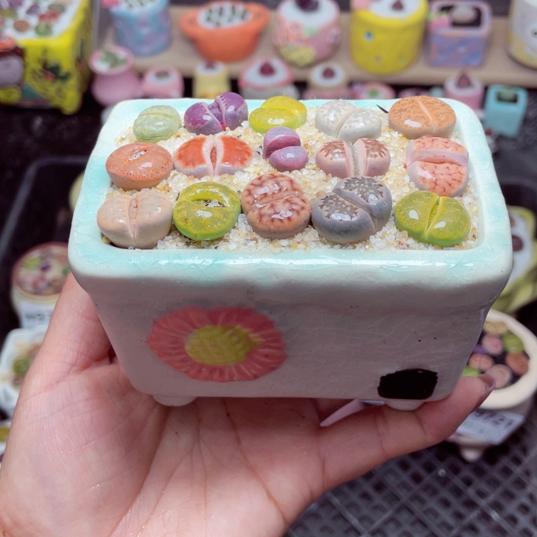 w9726 带盆土发货-零下地区拍保温箱