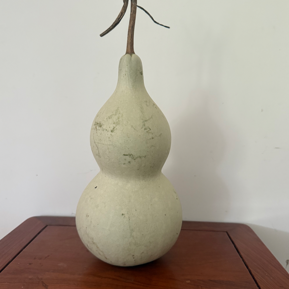 天然青皮葫芦新品，运输过程不保龙头