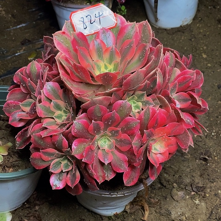 粉初恋老桩捧花824号