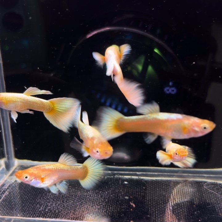 孔雀鱼满林黄金3对