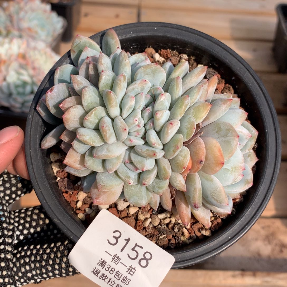 10.5厘米有砍星影朵朵3158