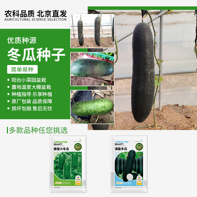【农科院推荐】冬瓜种子冬瓜籽四季蔬菜种子黑皮冬瓜青皮小冬瓜