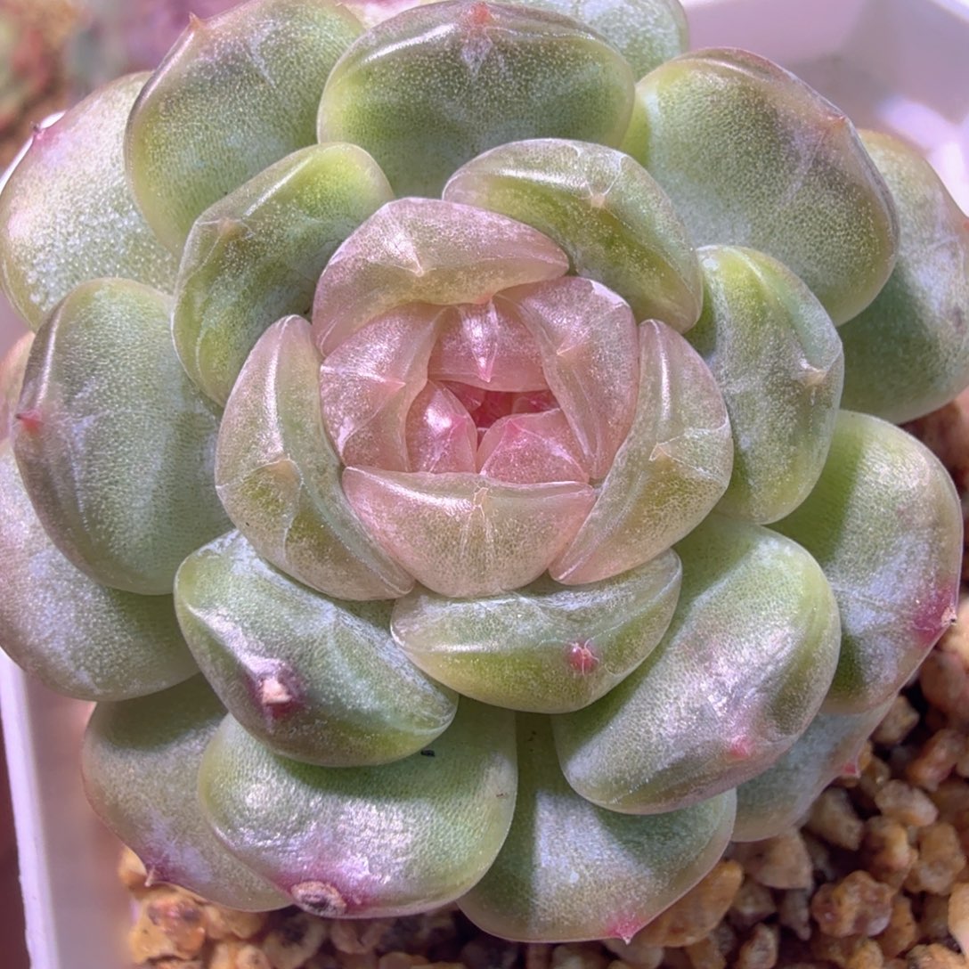 白色恋人多肉植物