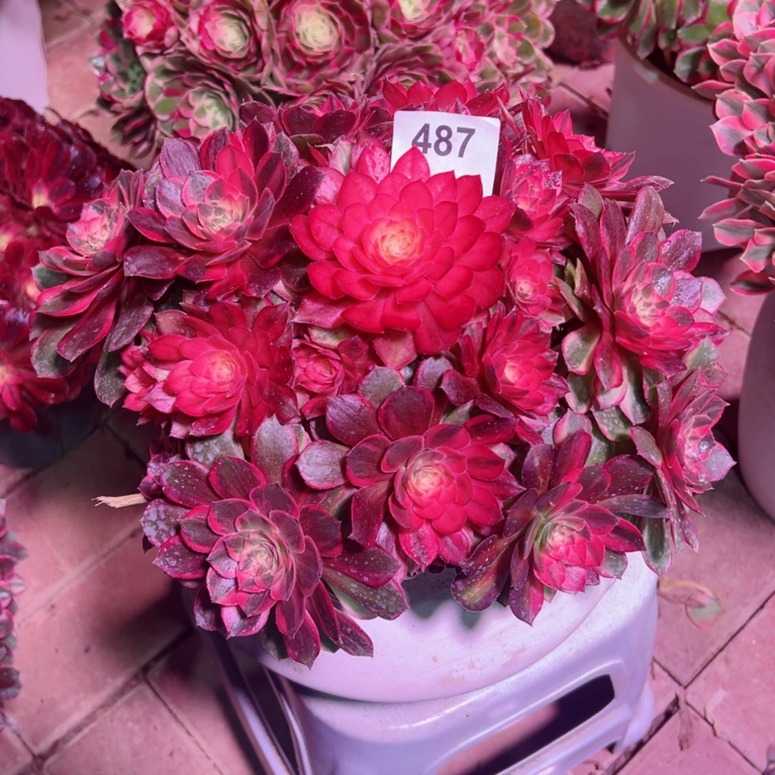 487黑魔锦法师多肉植物