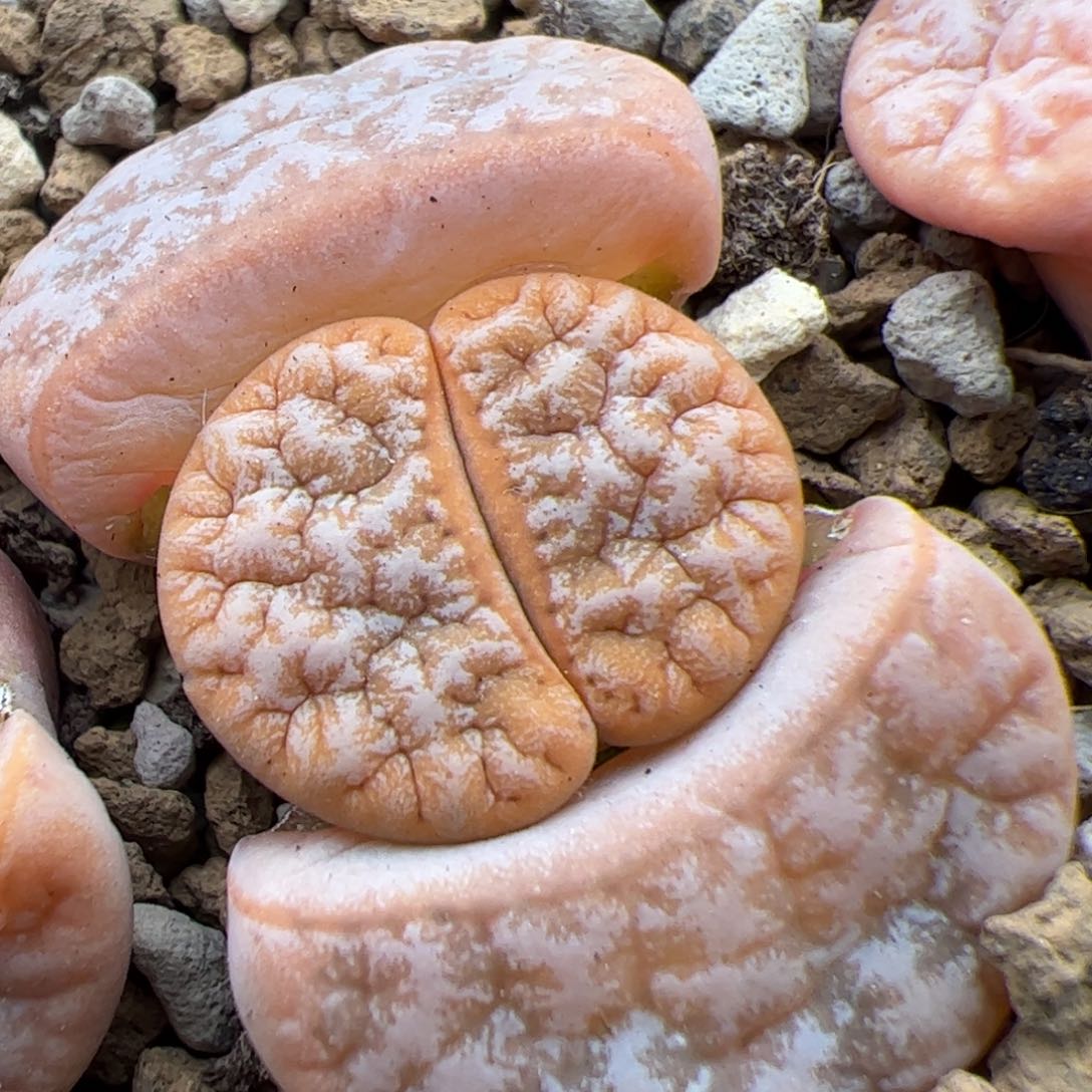 0215号拿铁 多肉植物