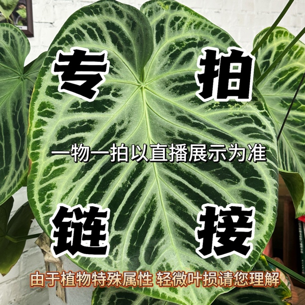 花烛进口热植观叶植物下单前联系客服