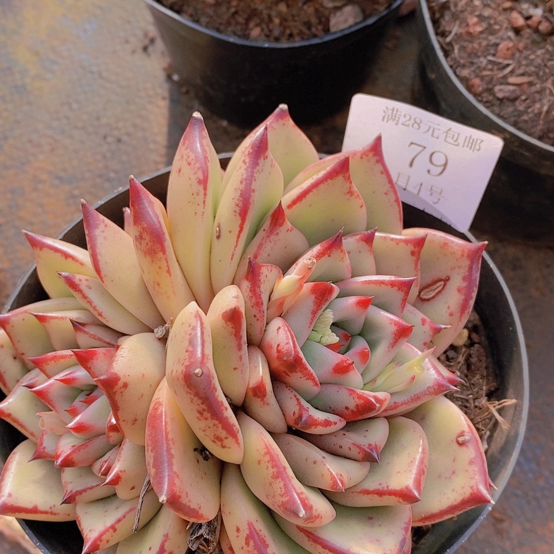 【闪购商品】P****?云79号