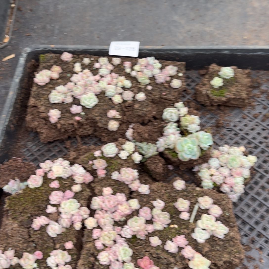 珍妮切糕29-126一物一拍