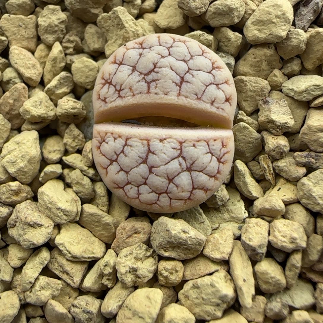 459 生石花大棚直播