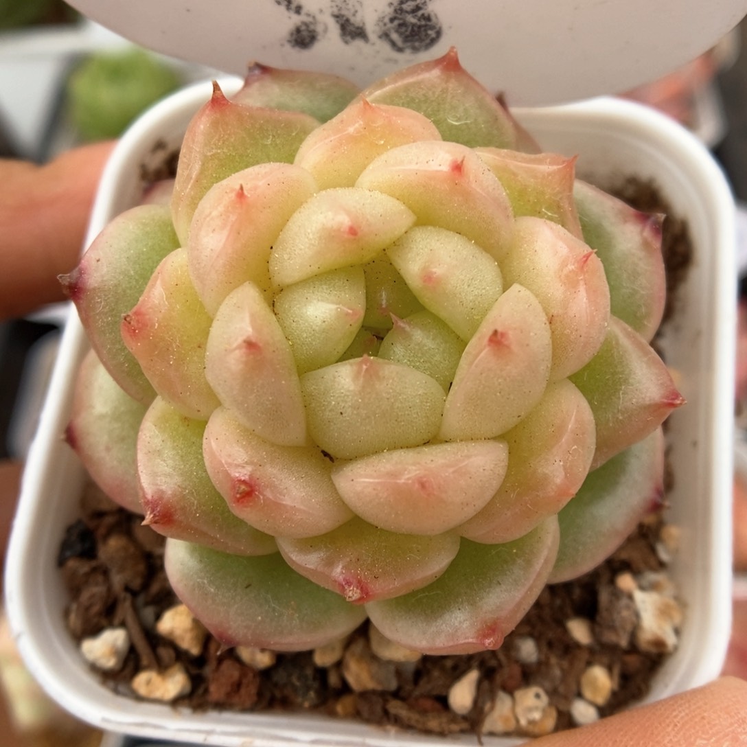灯泡珍妮可拍518号。