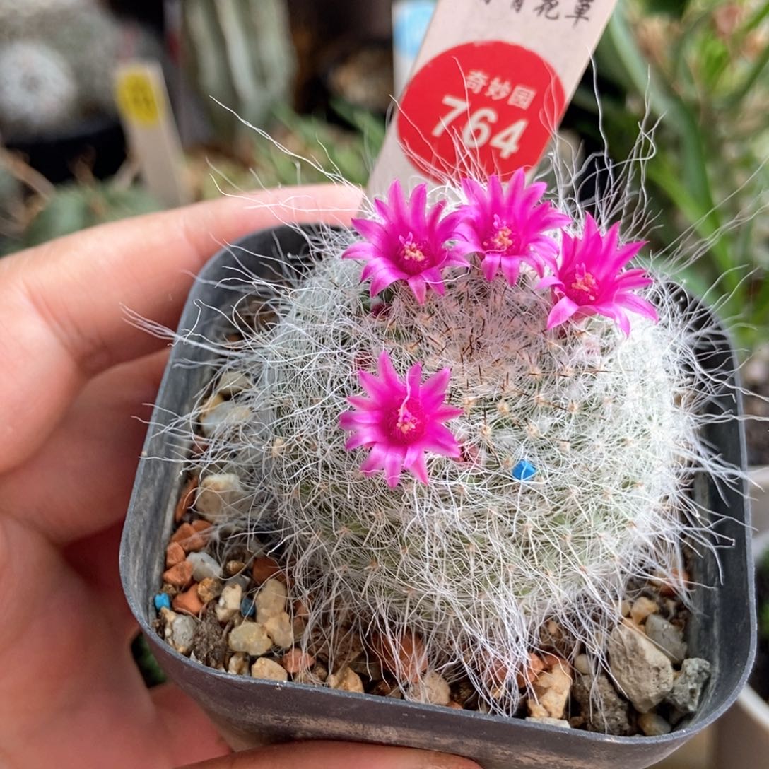 长毛球一颗仙人球混合