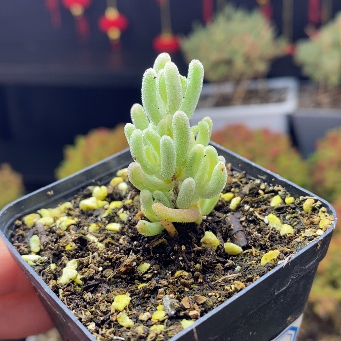 257号橙叶锦枝干多肉