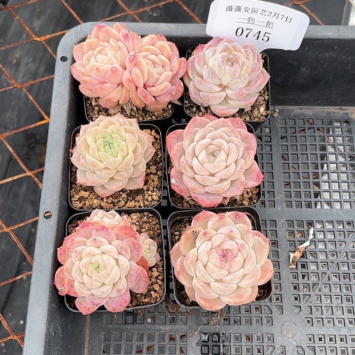 薇薇安园艺多肉0745