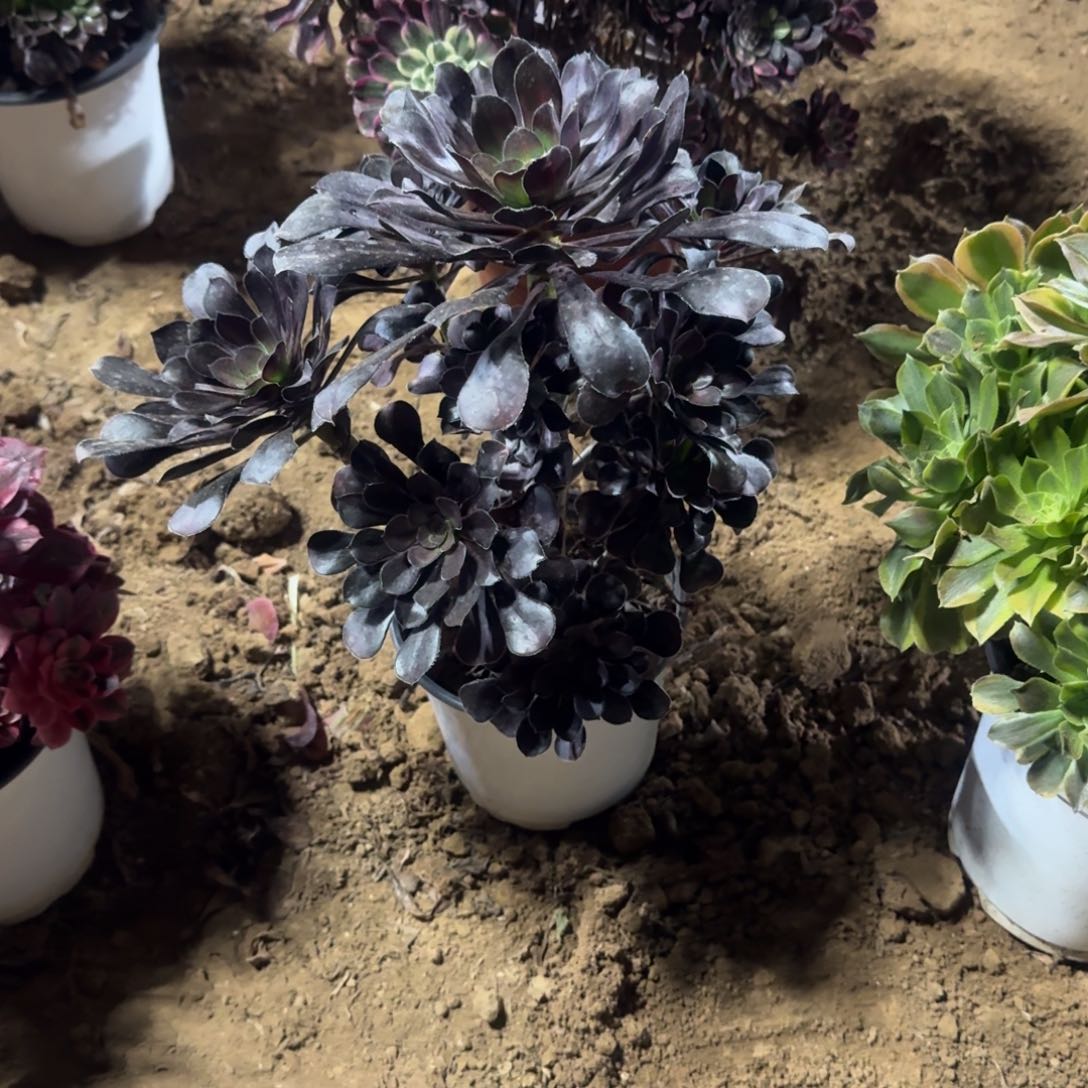 小*琪877号圆叶清棚不包损