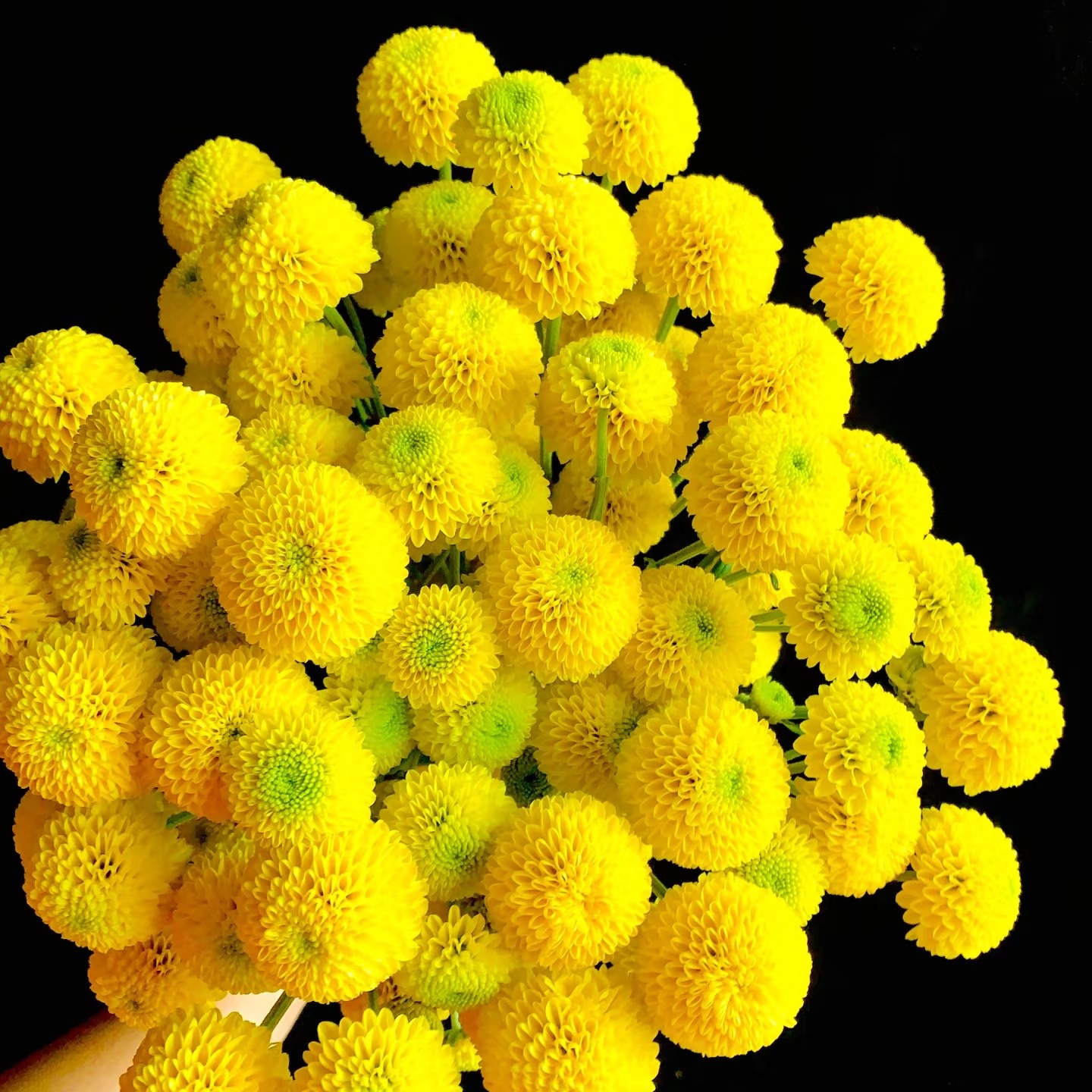 （柠檬酒）黄球小雏菊鲜花家庭水养办公插花装饰超长花期