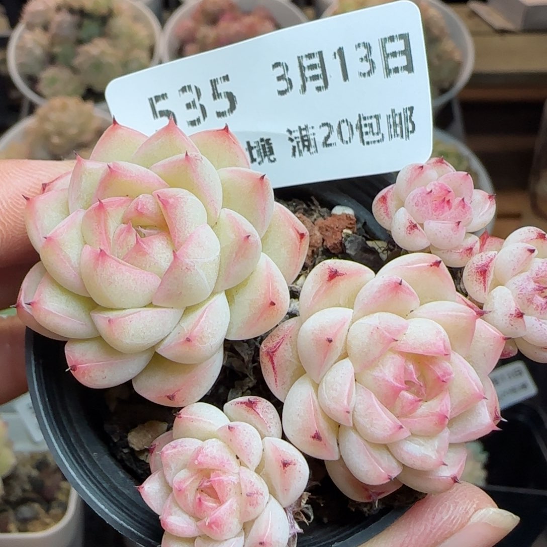花语逸镜0313-535