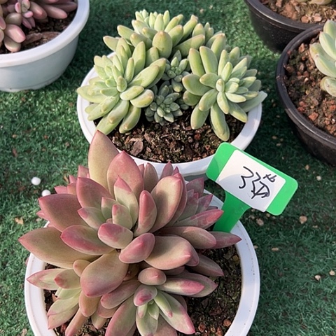 用***033阿蒂和于带盆一个带盆