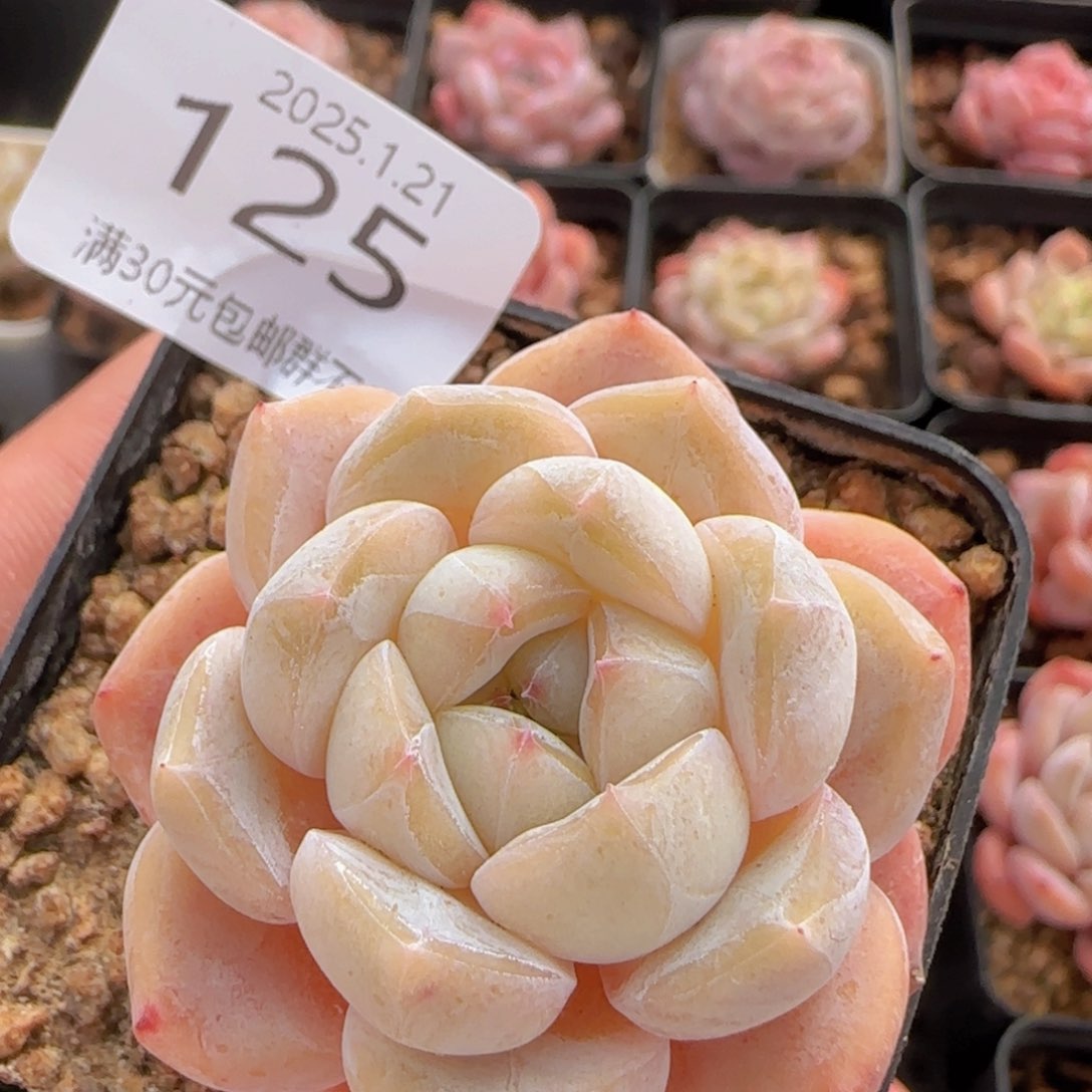 干冰单头一颗脱土发货