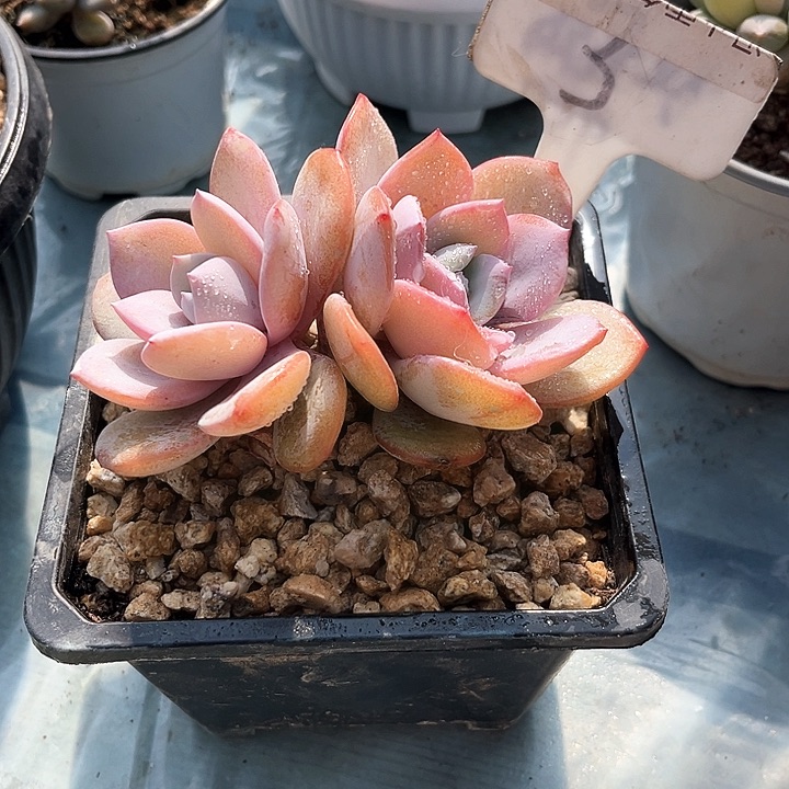 我是第一百个为妖刀应援的