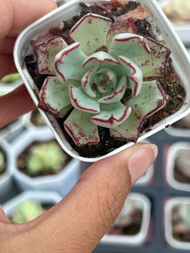 剑斯诺娃多肉植物9.9米包邮