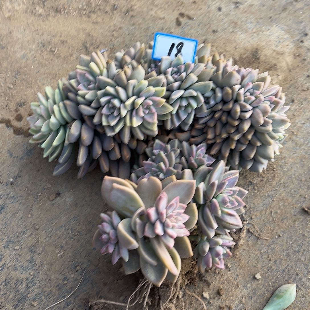 18号淡雪缀化一物一拍