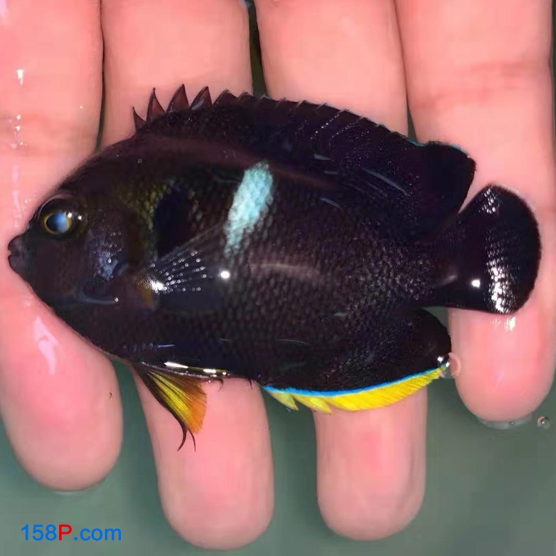 海水观赏鱼 白点新娘