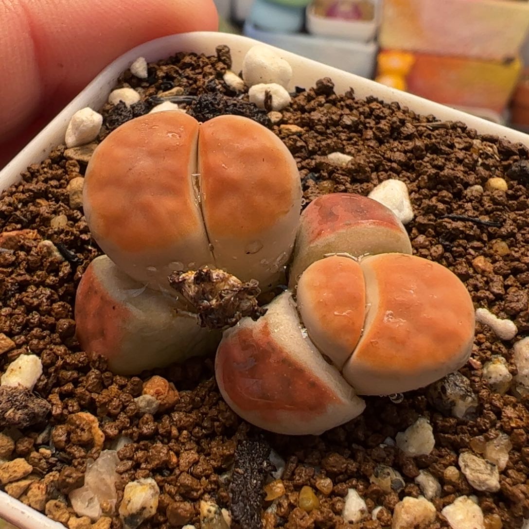 752多肉植物百科