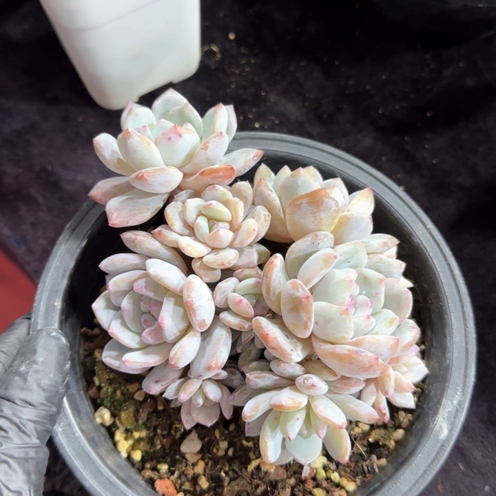 14厘米左右一物一拍的